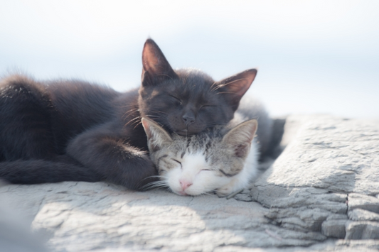 猫の「社会化期」に実践したい、新しい環境に慣れてもらうためのコツ