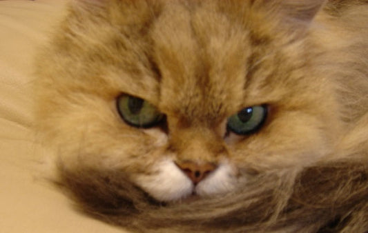 猫たちの「忘れられない名前」と「思い出せない名前」。 名付けって奥深いもんだニャ〜。