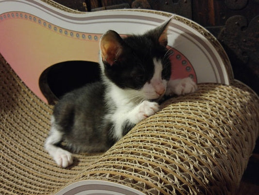 猫の年齢と数え方