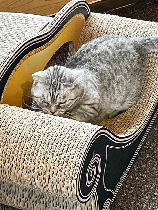 右からも左からも。猫カフェで、猫の日キャンペーンにぴったりな「猫を愛でる写真」が撮れた！