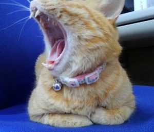 「変顔猫リュックと愉快な仲間たち」でお馴染み響介さんのエッセイ