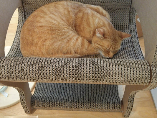 初めて猫を飼うときに、揃えるべきもの①～オススメな猫の飼育書～