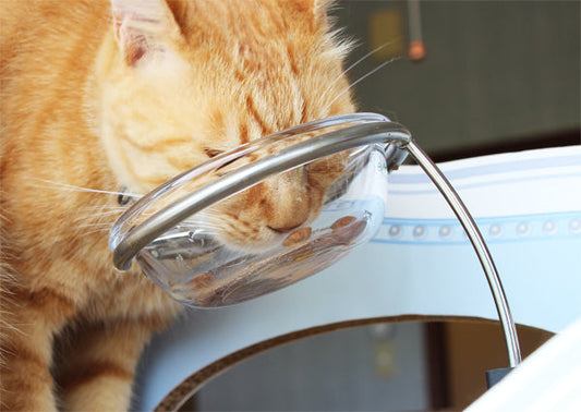 暑い夏が来る前に考えたい！猫の食中毒について