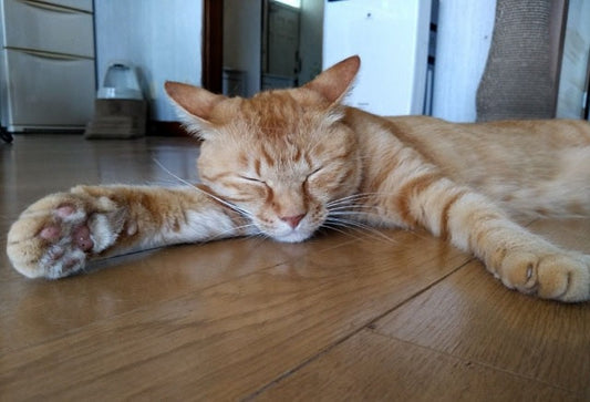 【カリカリーナ宣伝大使】 Torre e mezzo 担当 むぎきぬちゃんのご紹介♪