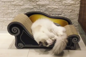 かっこいいポーズはどれかにゃ？試行錯誤するにゃんこが可愛い！