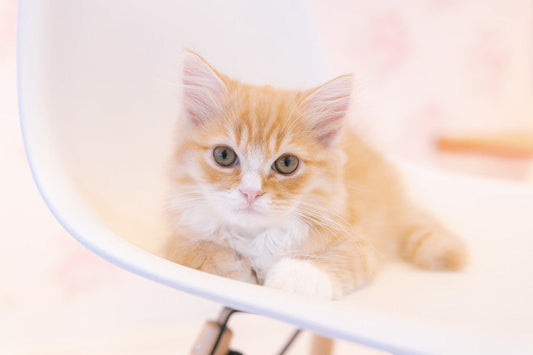 【2022年版】どんな名前がランクイン？今年の猫の名前ランキングはこれだ！