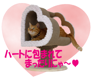 スタッフのおすすめ♪ 2020年5月 期間限定で発売したValentino