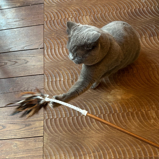 フェザーバウンサー04