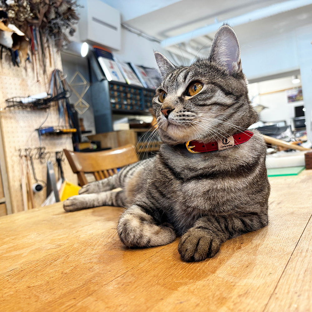 colarina カラリーナ_ヤネ2